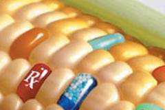 Управление по санитарному надзору за качеством пищевых продуктов США уверено в безопасности ГМО